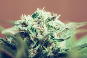 Beautiful Cannabis Bud