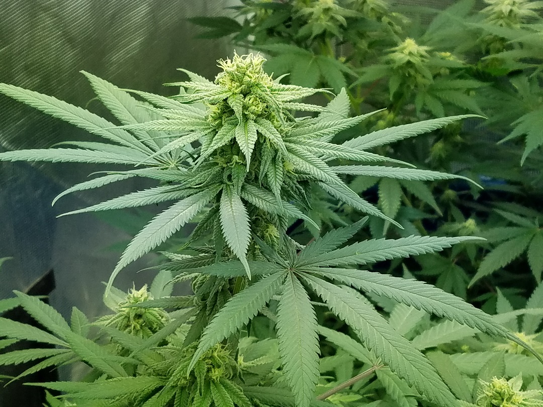 Strain of the Week Blue Magoo Cannafo News Marijuana Information