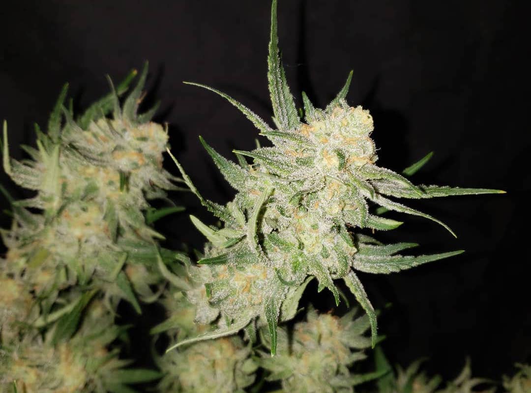 Strain of the Week Blue Dream Cannafo News Marijuana Information
