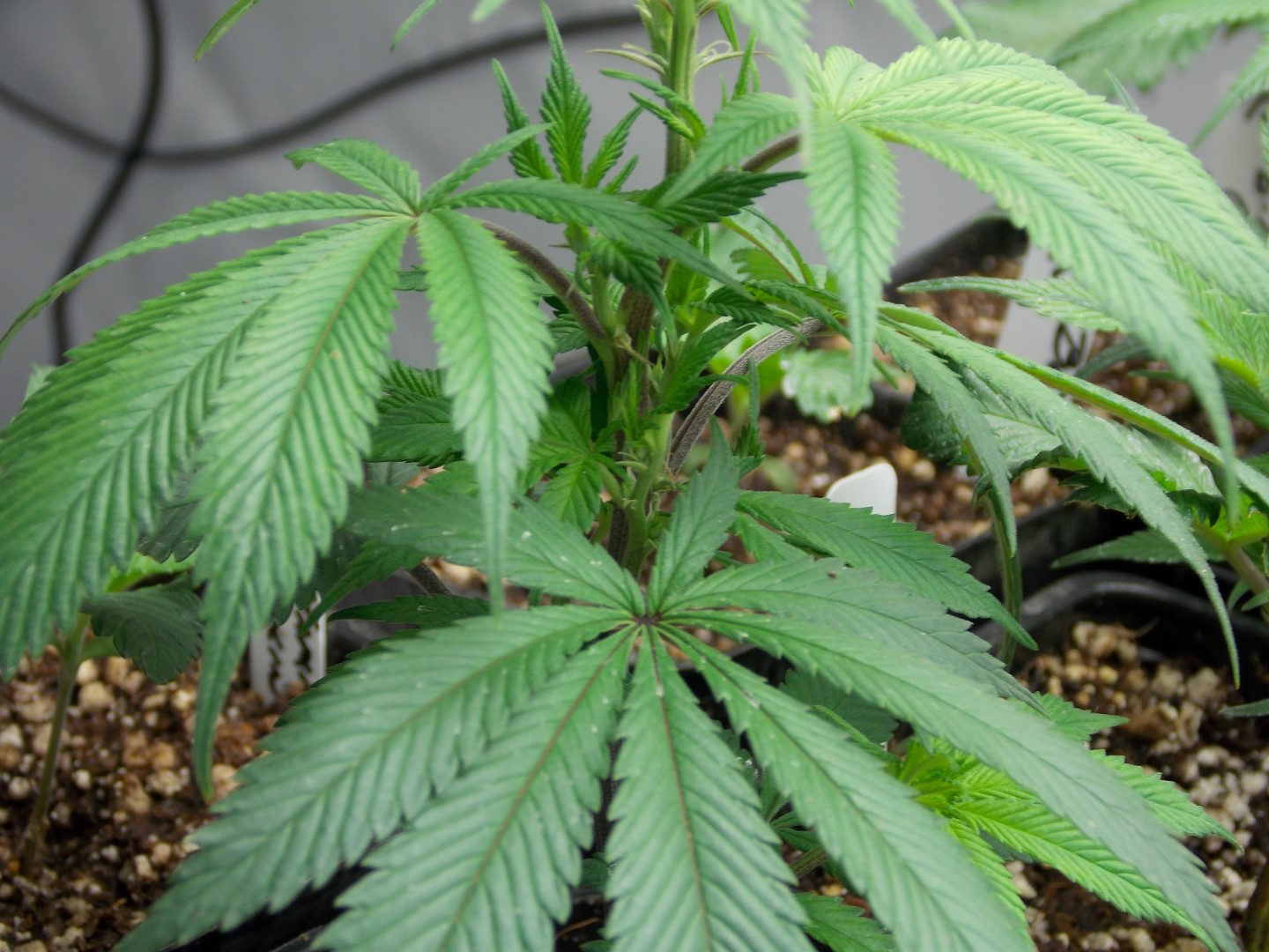 Discovering Landrace Strains | Cannafo News | Marijuana Information ...