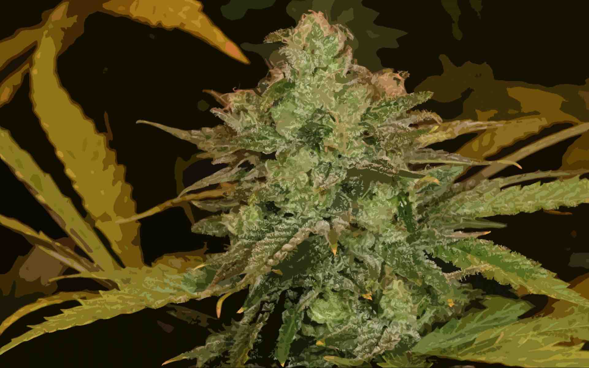 Strain of the Week: Cheese | Cannafo News | Marijuana Information