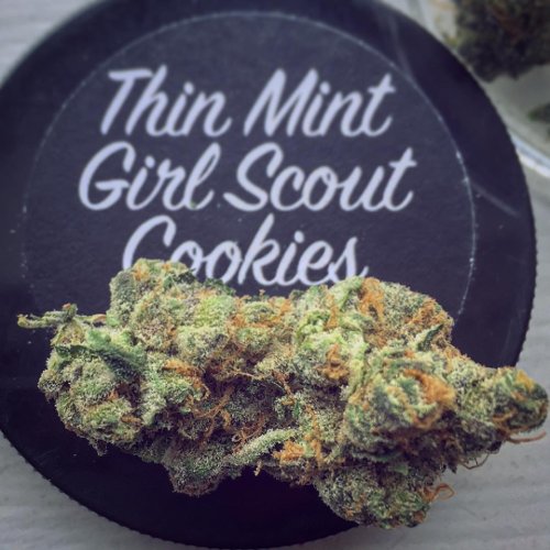 Strain Names and Aliases Cannafo News Marijuana Information