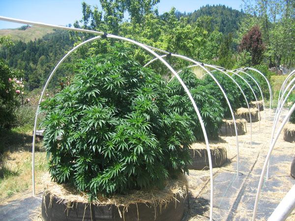 Growing Marijuana Outdoors