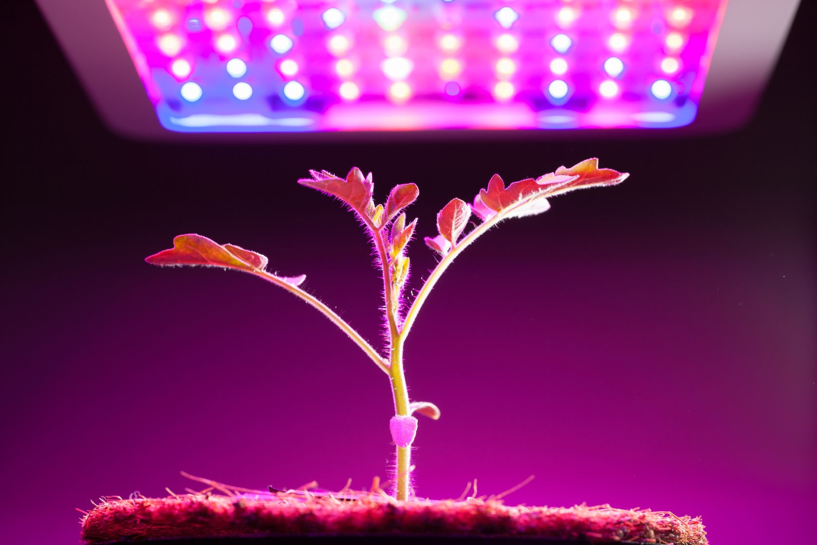indoor plant lights download