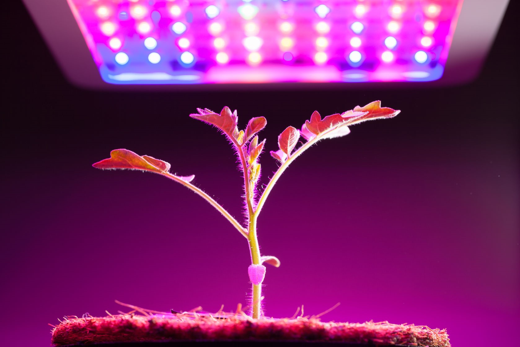 7 Tips to Maximize Your Indoor LED Cannabis Grow Lights ...