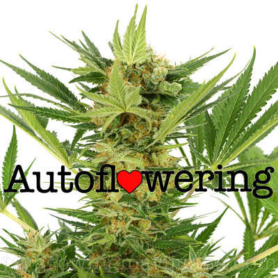 ilovegrowingmarijuana.com-ak-47-autoflower.jpg