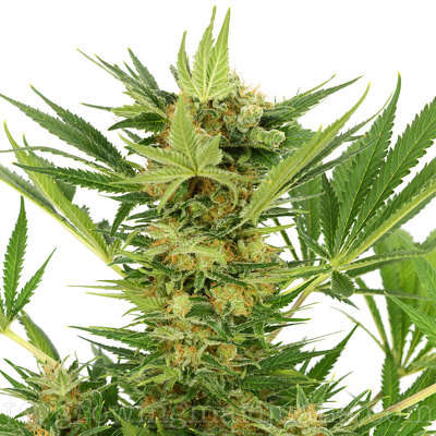 ilovegrowingmarijuana.com-ak-47.jpg