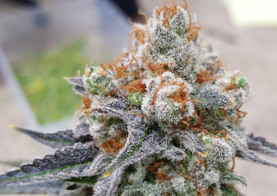 Chem Del La Chem (Deep Space Creations) :: Cannabis Strain Info