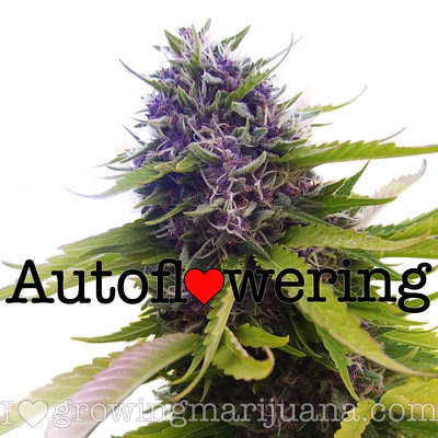 ilovegrowingmarijuana.com-blueberry-auto.jpg