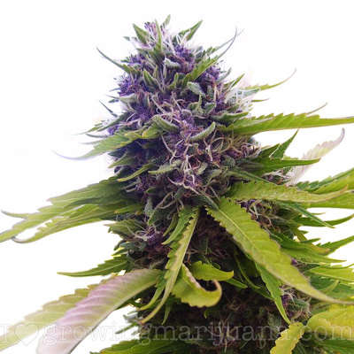 ilovegrowingmarijuana.com-blueberry.jpg