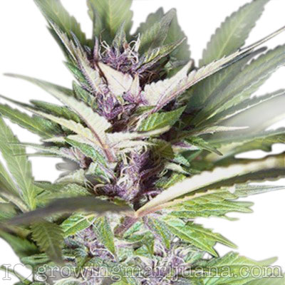 ilovegrowingmarijuana.com-durbanpoison.jpg