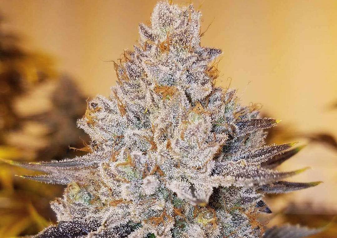 Mandarin Sunset is an indica dominant hybrid cross between Herojuana and Or...