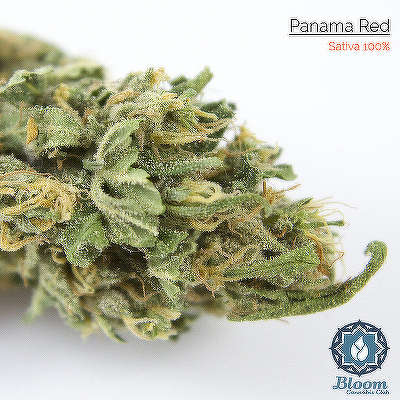 Optimal growing conditions for growing popular Panama Red feminized pot strain 