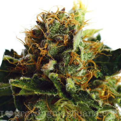 ilovegrowingmarijuana.com-purplehaze.jpg