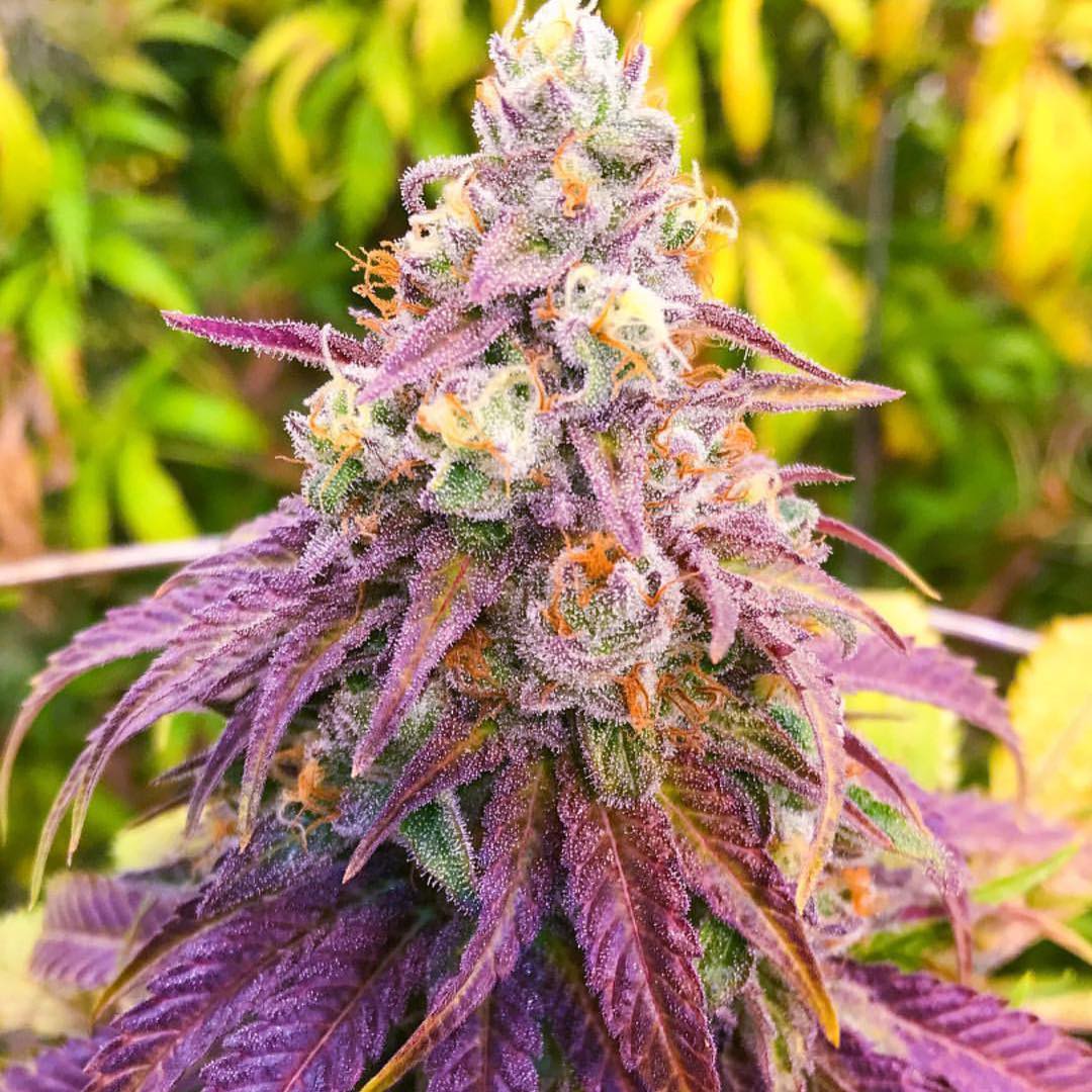 Фиолетовый цвет марихуаны коктейли с коноплей