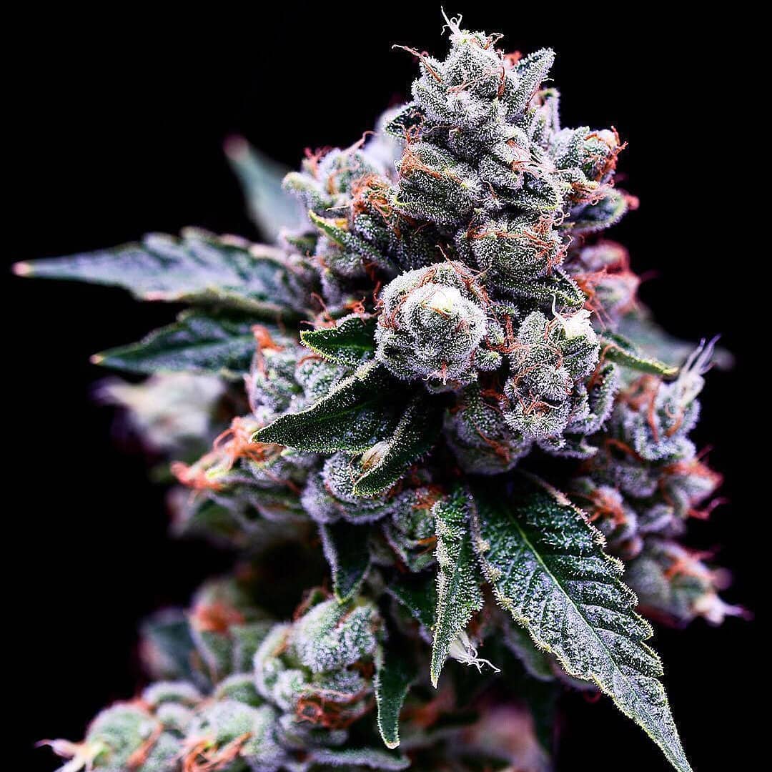 Purple Kush Strain Information | Cannafo | Marijuana | Cannabis