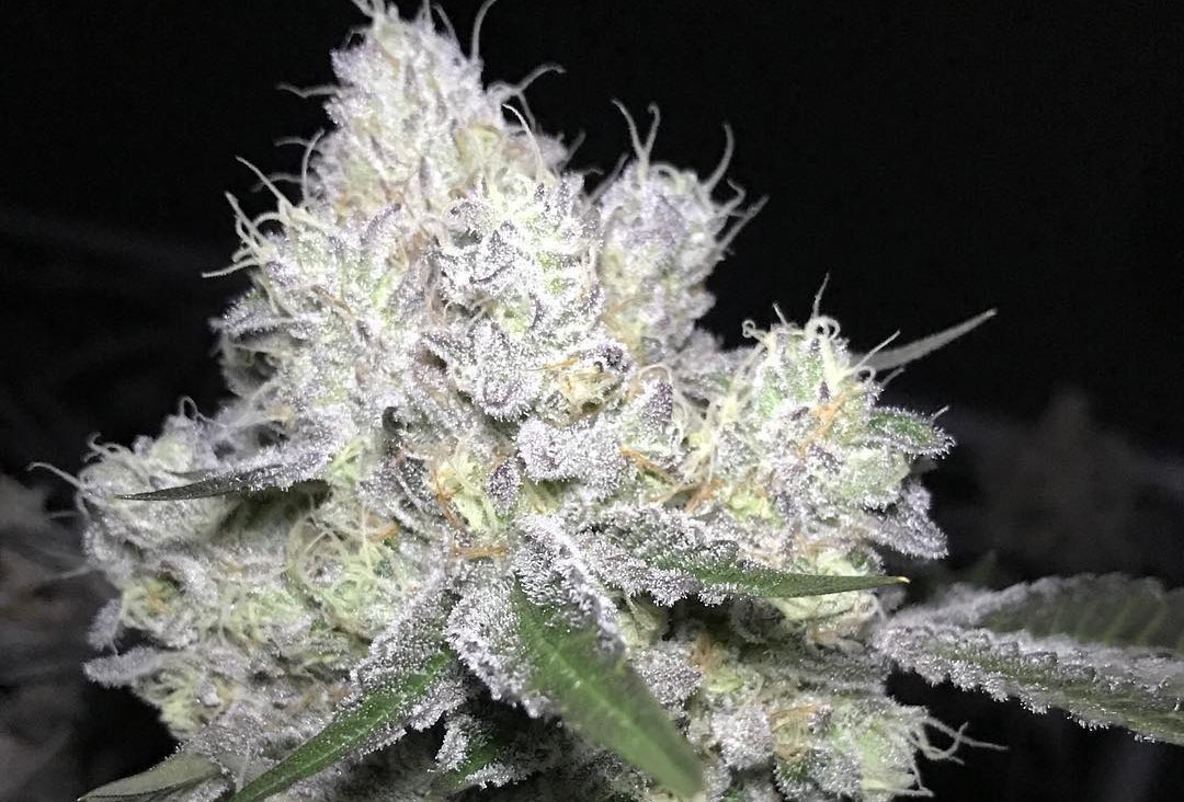 wedding cake marijuana strain.