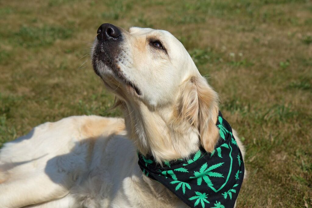 Pets And Cannabis
